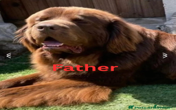 Newfoundland dogs for sale: 🐾 Beautiful Chocolate Newfoundland Puppy (LAST 1) - Image 11