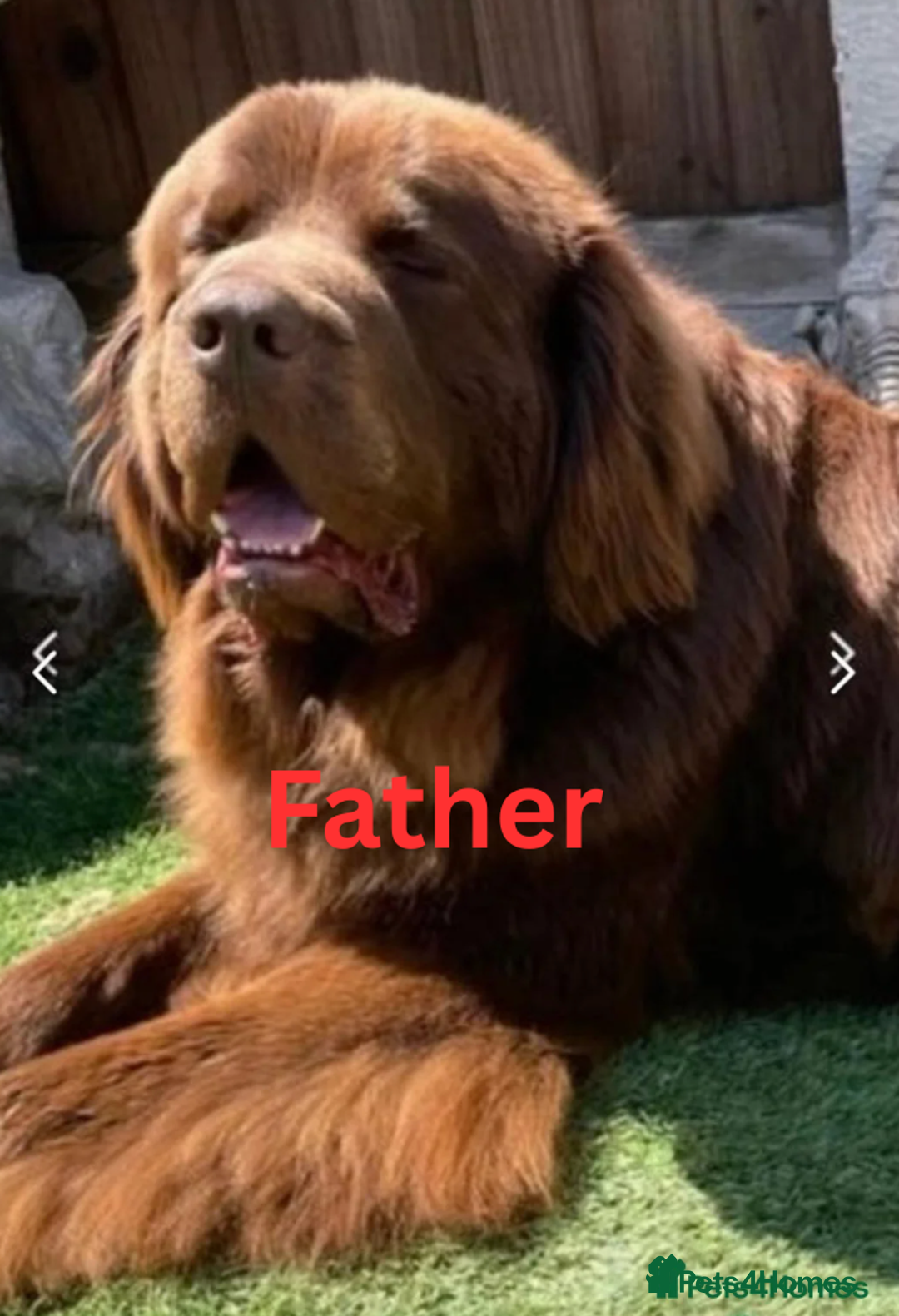 Newfoundland dogs for sale: 🐾 Beautiful Chocolate Newfoundland Puppy (LAST 1) - Image 11