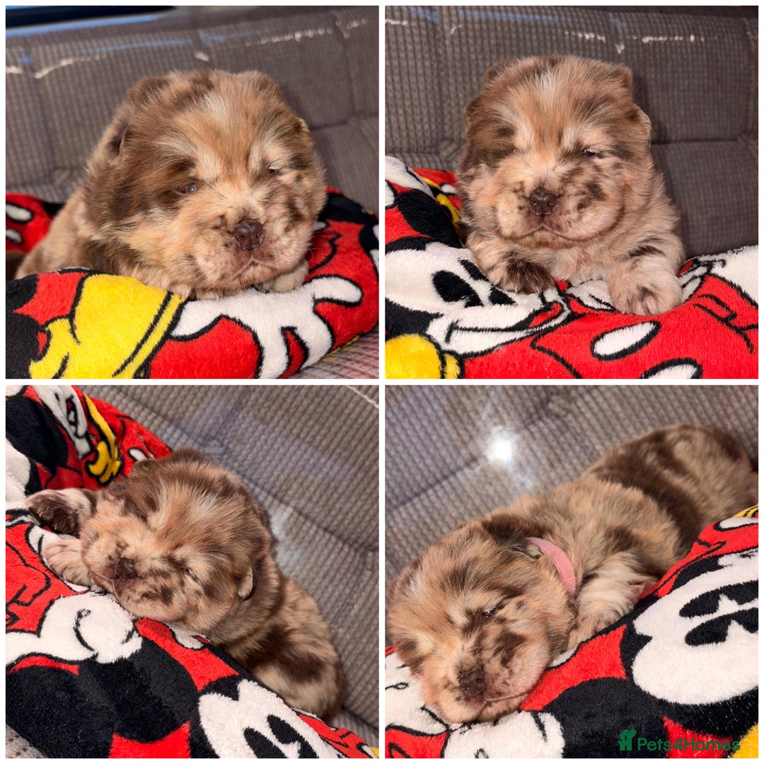 Chow Chow dogs for sale: Merle Full Pedigree Chow Chow Puppies  - Advert 7