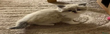 Ragdoll 1