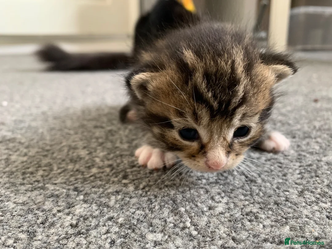 Mixed Breed cats for sale: Garfield  - Advert 11