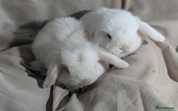 Mini Lop rabbits for sale: Mini lop   - Image 1