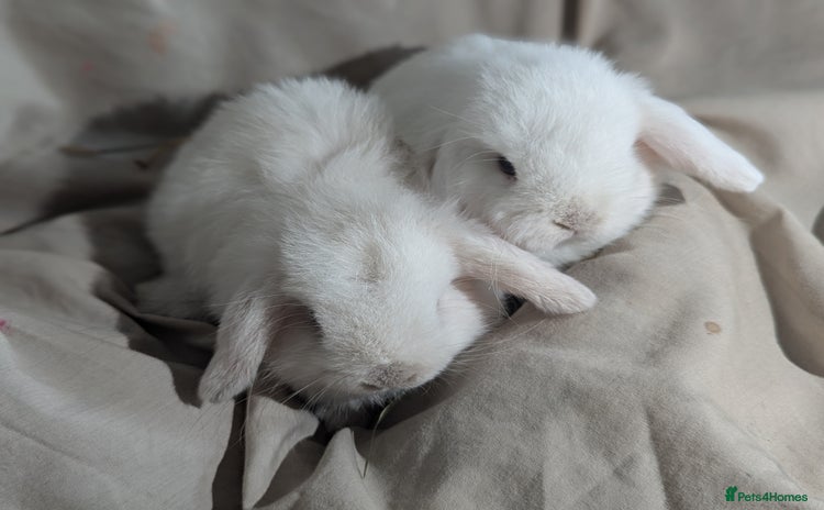 Mini Lop rabbits - Advert 18