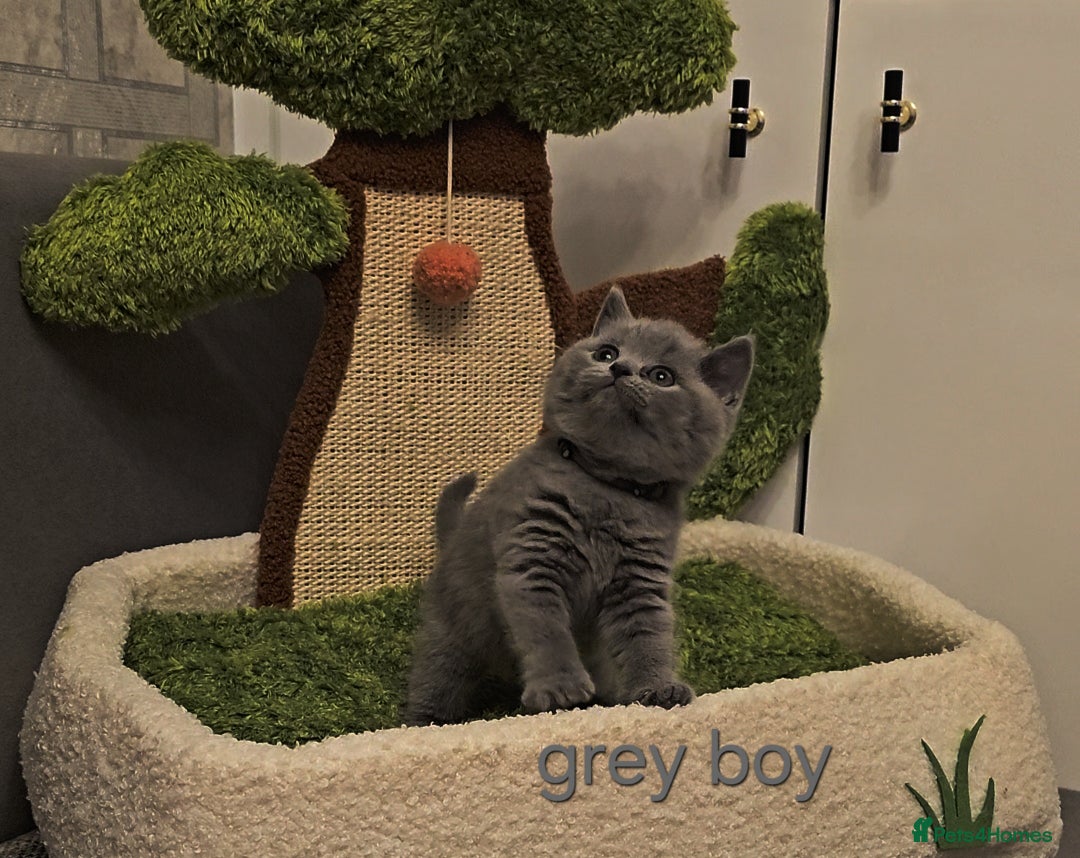 British Shorthair cats for sale: British Shorthair kitten's, GCCF pedigree - Advert 1