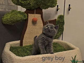 British Shorthair cats British Shorthair kitten's, GCCF pedigree - Advert 1