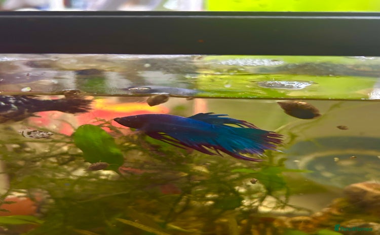 Bettas fish - Advert 1