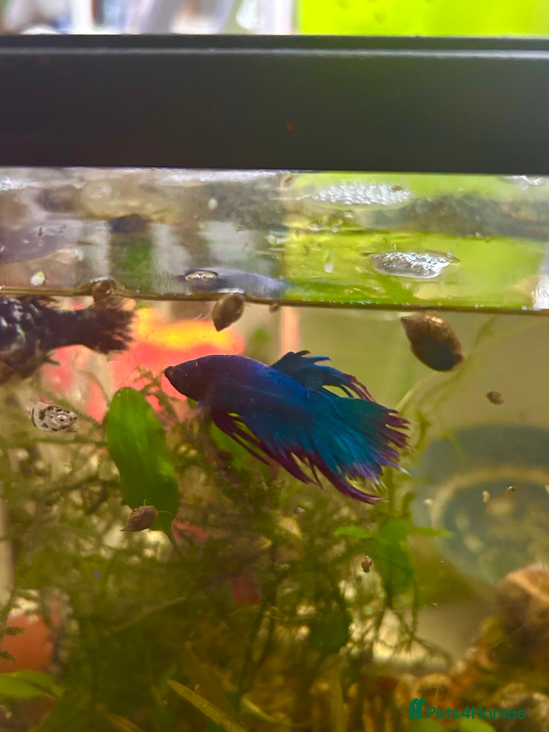 Bettas fish for sale: Betta fish for rehome  - Image 1