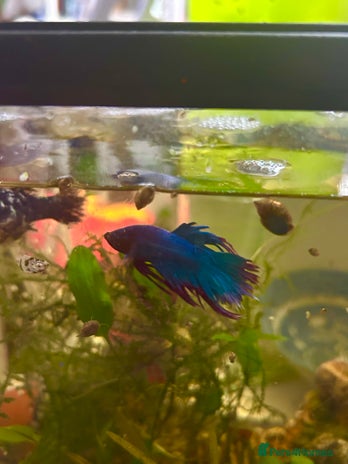 Bettas fish - Advert 6