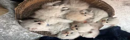 British Longhair cats for sale:  STUNNING RARE SILVER-GOLDEN BLH KITTENS AVAILABLE - Advert 37