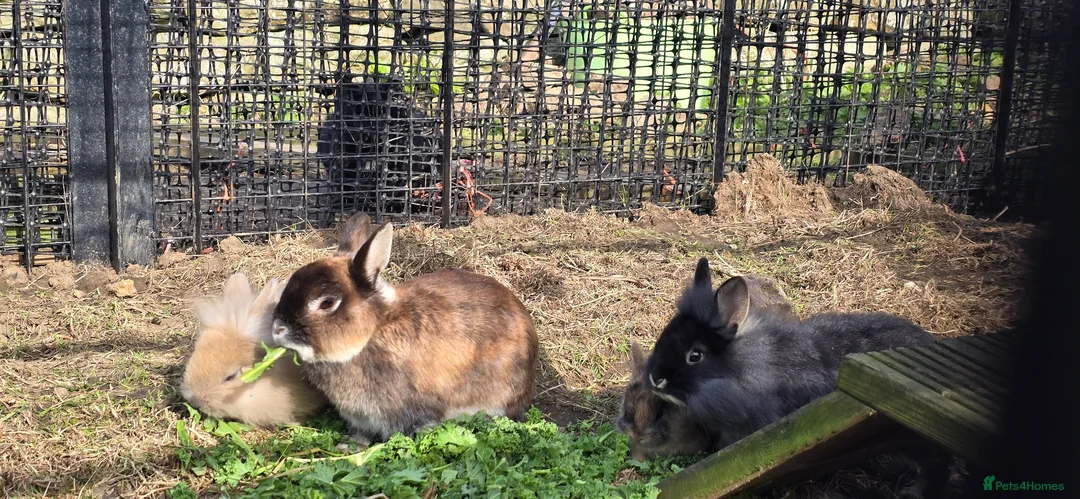 Mixed Breed rabbits for sale: 2x brothers  in Scarborough - Advert 1
