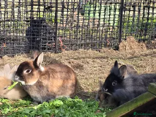 Mixed Breed rabbits 2x brothers - Advert 1