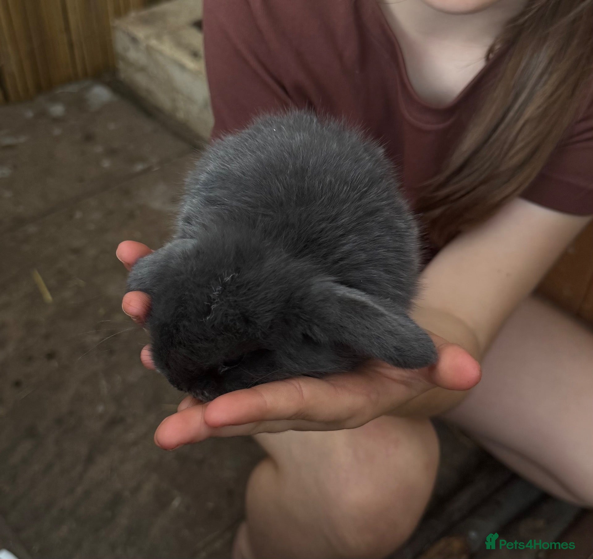Mini Lop rabbits 1 x Pure Mini Lop Buck left 🩶 - Advert 2
