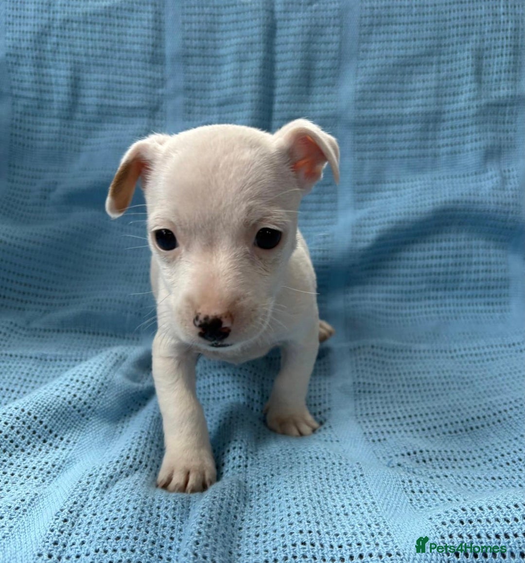 Jack Russell dogs for sale: Mini Jack Russell Terrier puppy - Image 7