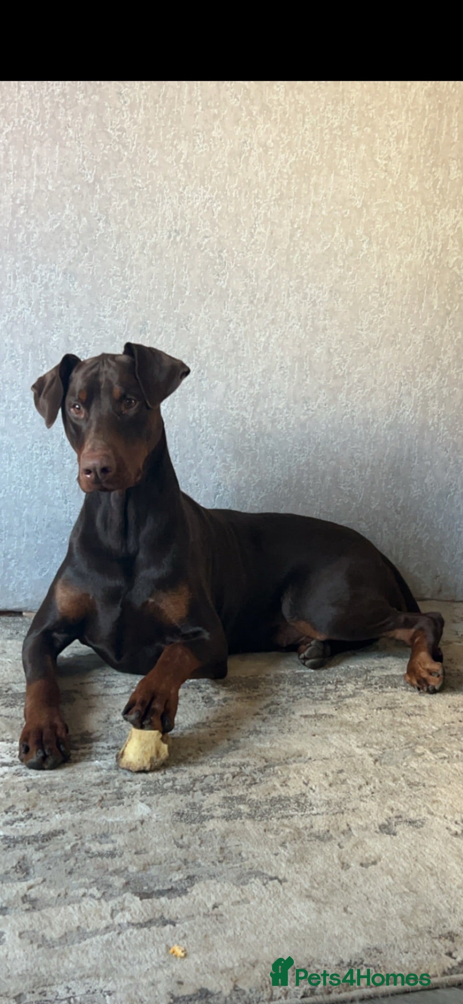 Dobermann dogs Doberman STUD available  - Advert 11