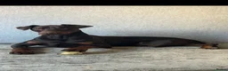 Dobermann dogs for stud: Doberman STUD available  - Advert 1