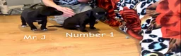 Mixed Breed dogs for sale: Athena x Ares Puppies – Not for Everyone in Manchester - Advert 23