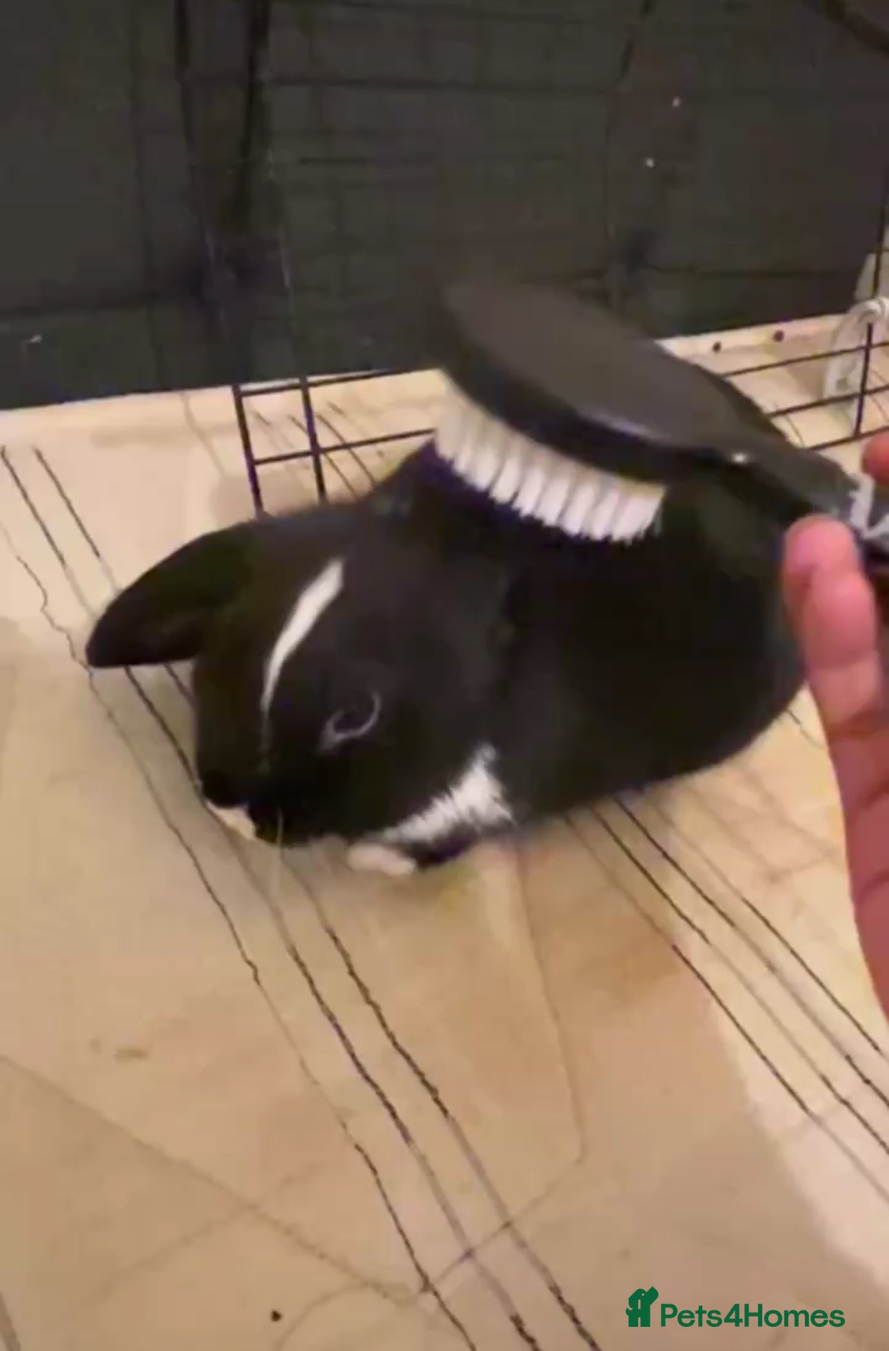 Mixed Breed rabbits Looking to rehome for free must have cage  - Advert 2