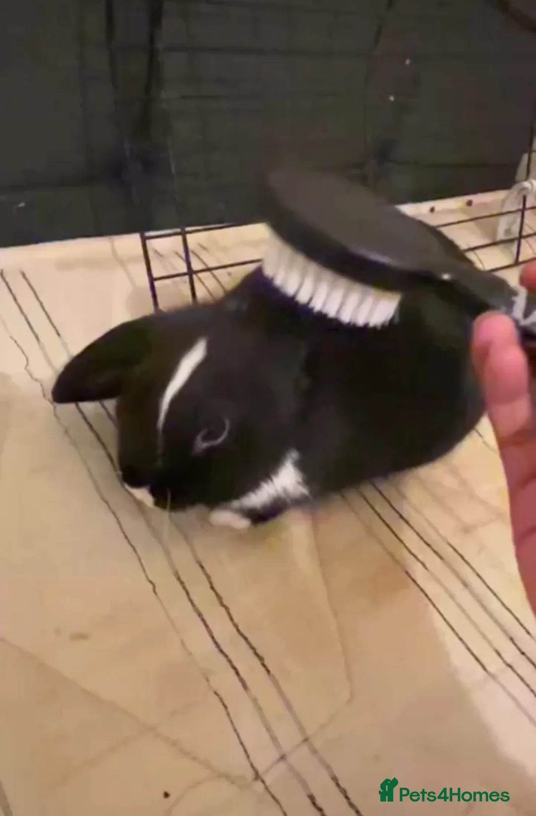 Mixed Breed rabbits for sale: Looking to rehome for free must have cage  in London - Advert 1