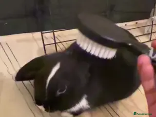 Mixed Breed rabbits Looking to rehome for free must have cage - Advert 2