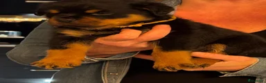 Rottweiler 3