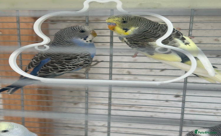 Budgerigars birds - Advert 9