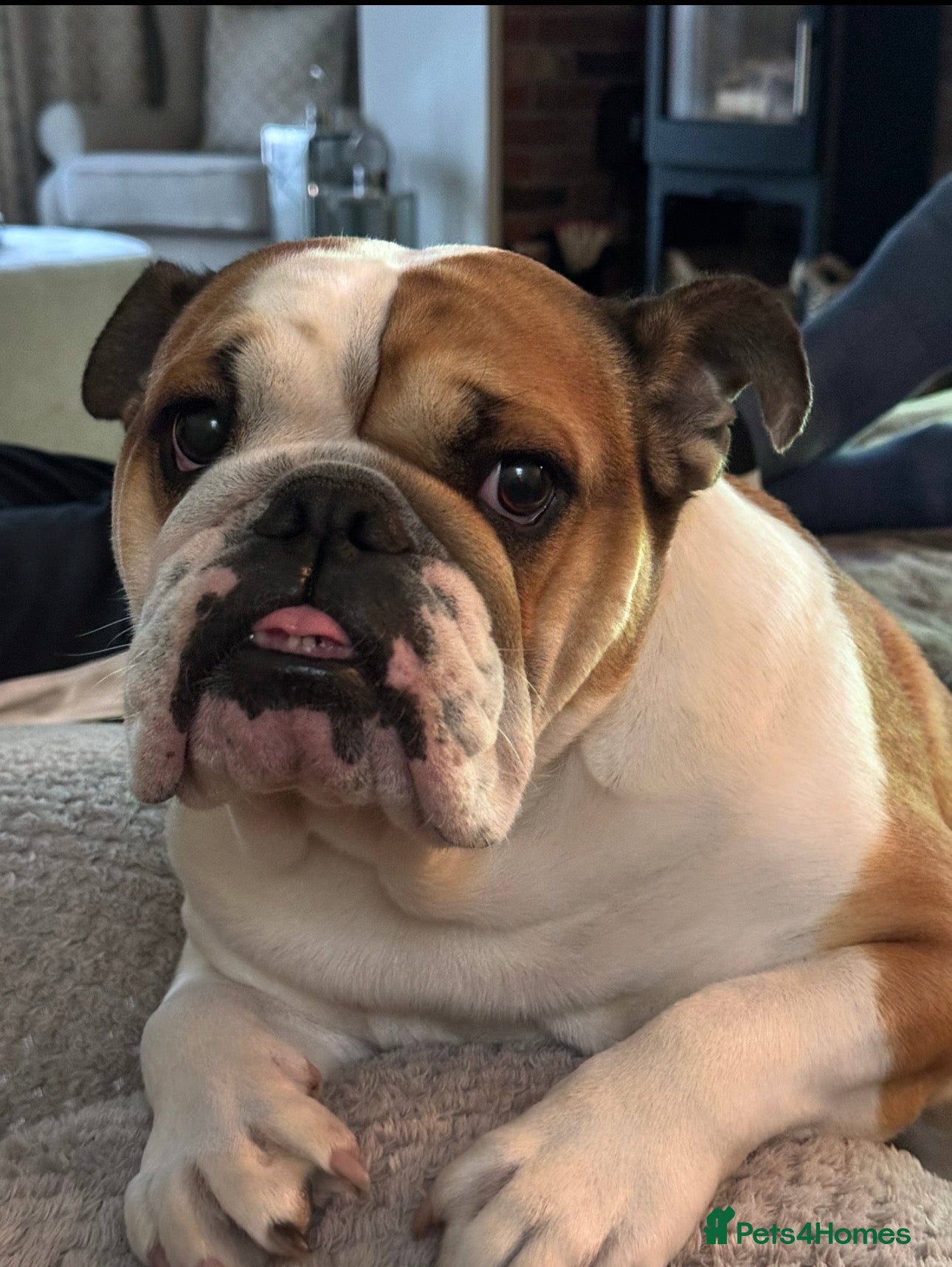 English Bulldog dogs Norma - Advert 1