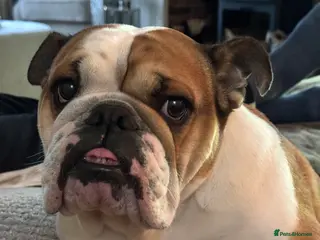 English Bulldog dogs Norma - Advert 1