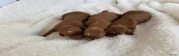 Cockapoo dogs for sale: Red F1 Cockapoo’s - Advert 4