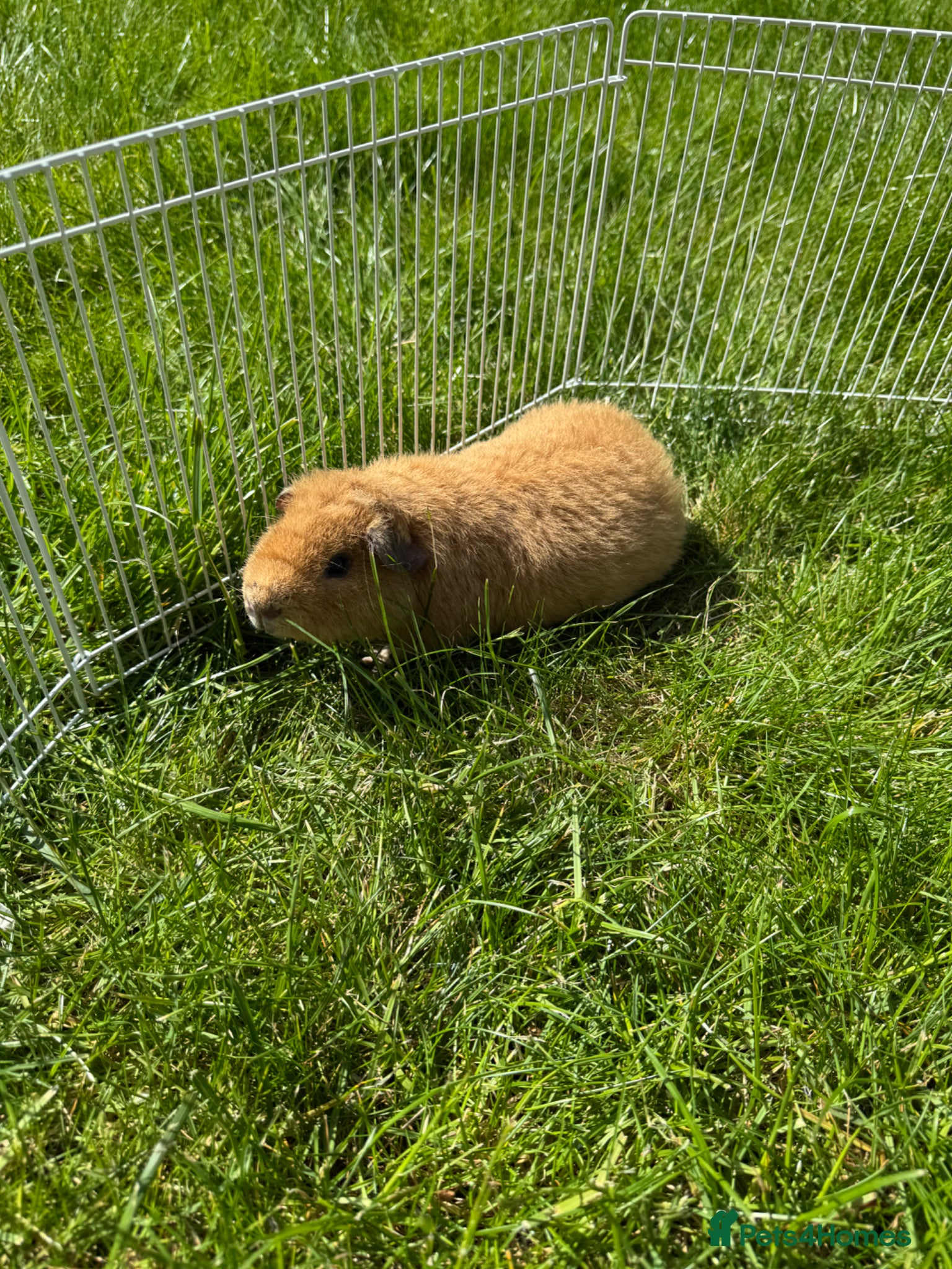Guinea Pig rodents Boar Gold Teddy Guinea Pig - Advert 1