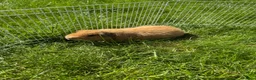 Guinea Pig rodents for sale: Boar Gold Teddy Guinea Pig in Bolton - Advert 1