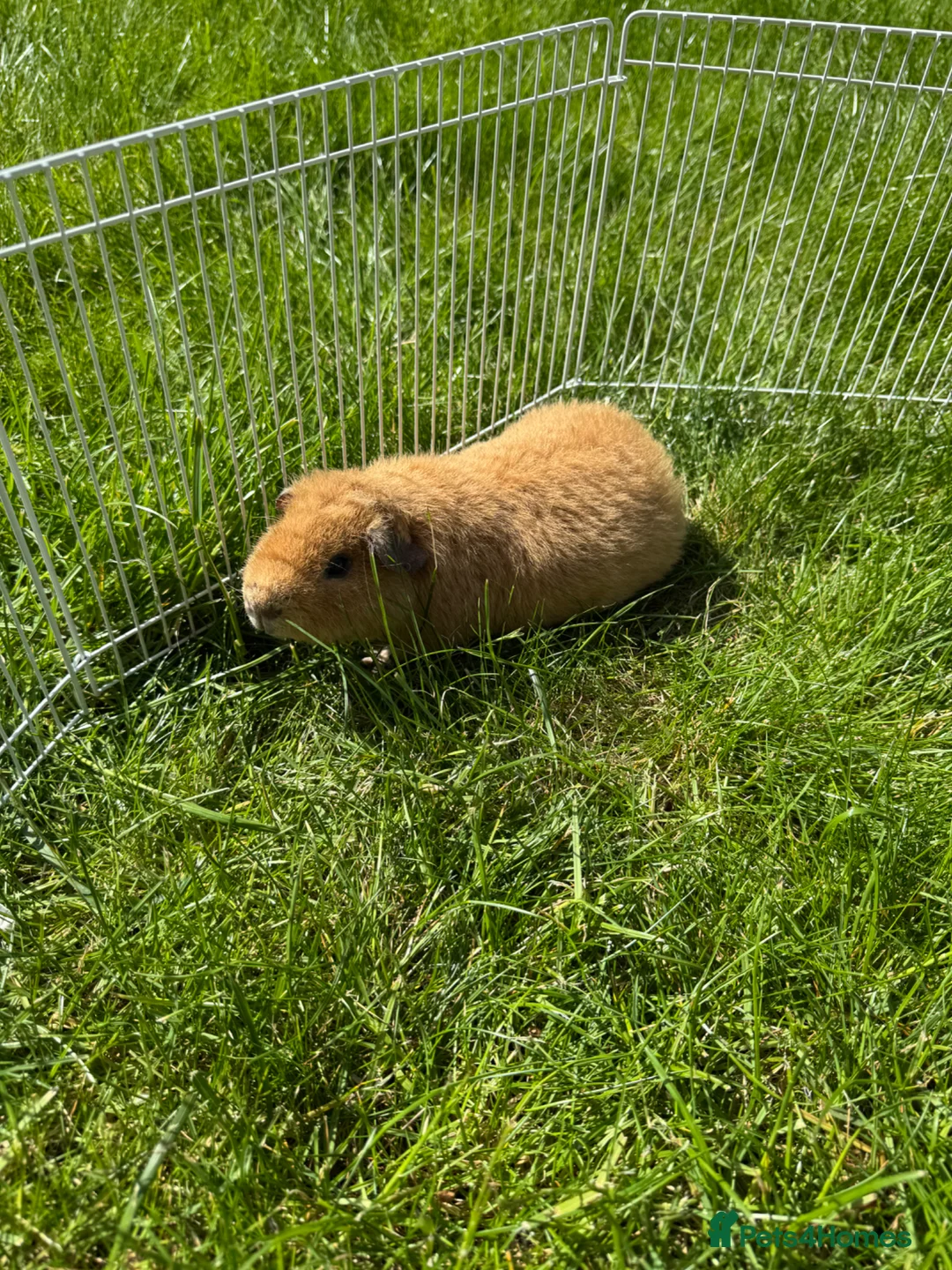 Guinea Pig rodents for sale: Boar Gold Teddy Guinea Pig in Bolton - Advert 1