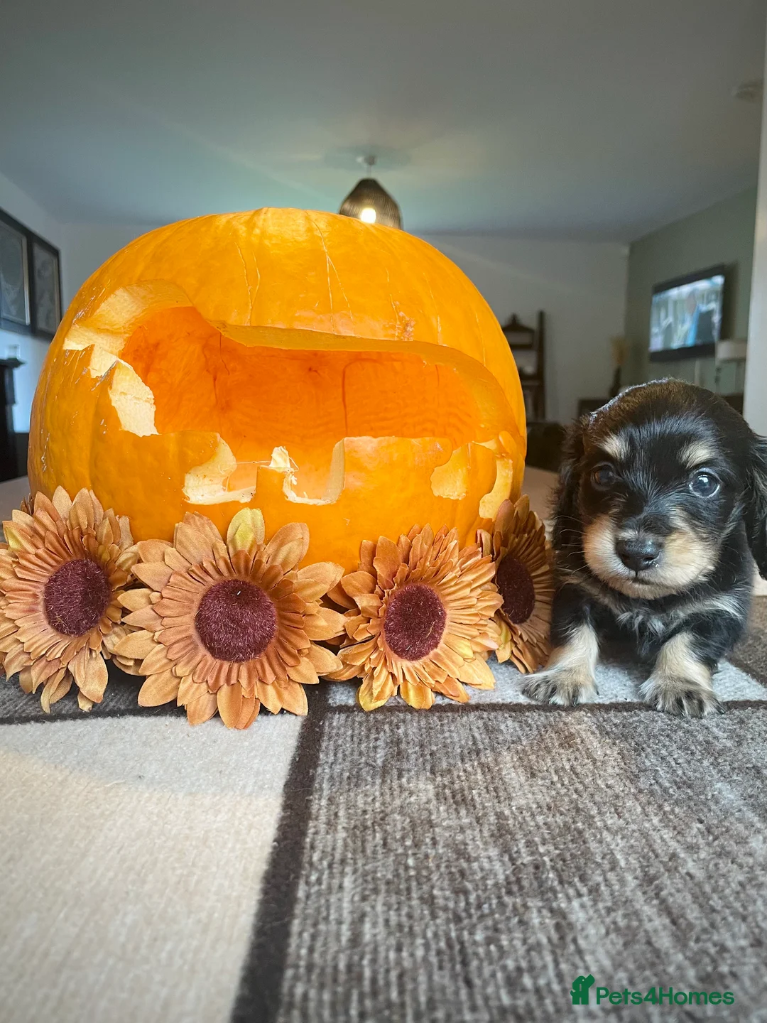 Miniature Dachshund dogs for stud: KC Registered - Health Tested - Proven Stud Dog 🏅 - Advert 34