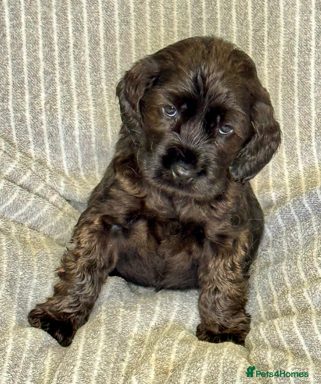 Cocker Spaniel dogs for sale: 🐶 Cocker Spaniel Puppies Ready Soon! 🏡 - Advert 4