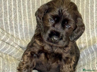 Cocker Spaniel dogs 🐶 Cocker Spaniel Puppies Ready Soon! 🏡 - Advert 12