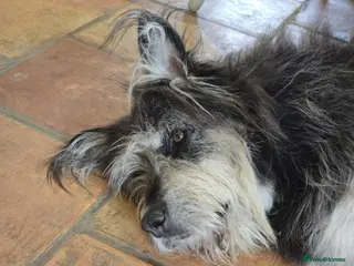 Mixed Breed dogs Loyalty Found: Adopt Luna the Shepherd Mix - Advert 6