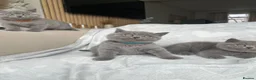 British Shorthair cats for sale: Beautiful British Shorthair Boys - Advert 9