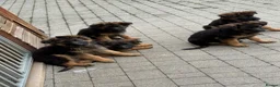 German Shepherd dogs for sale: PGS long coat puppy ready to move at a new home - Advert 3