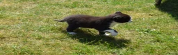 Mixed Breed cats for sale: 3 of the fluffiest, friendliest kittens for sale! - Advert 9