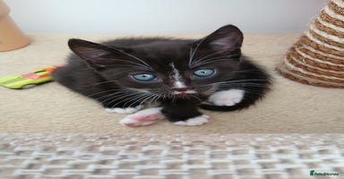 Mixed Breed cats - Advert 5