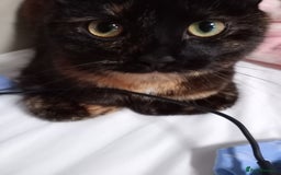British Shorthair cats for sale: Cat for sale - Image 8
