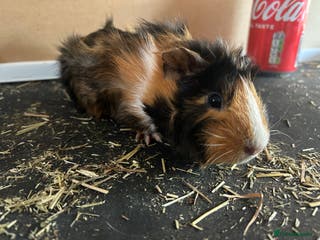 Guinea Pig rodents Guineapigs - Advert 16