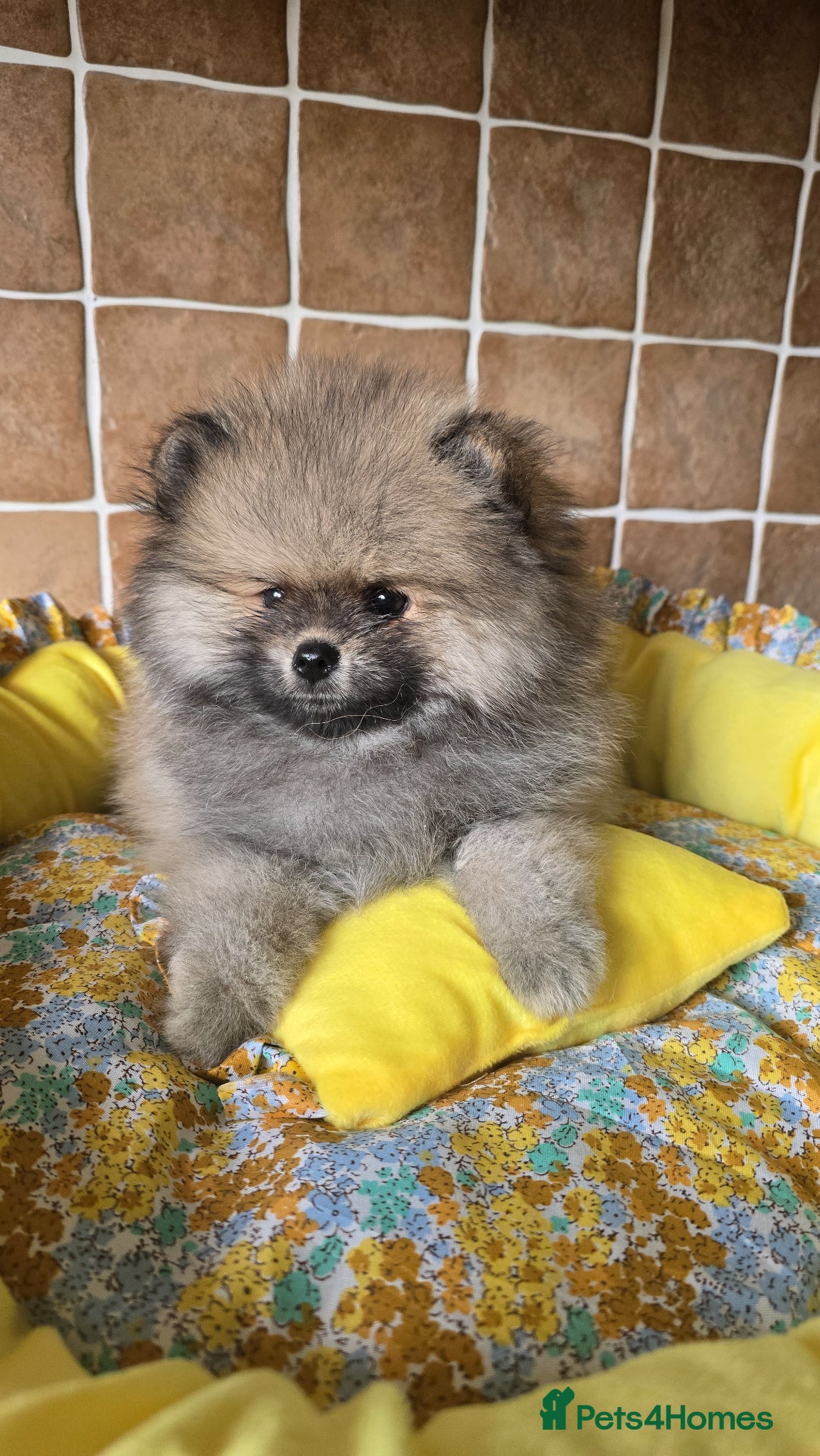 Pomeranian dogs Stunning teddy faces puppys - Advert 2