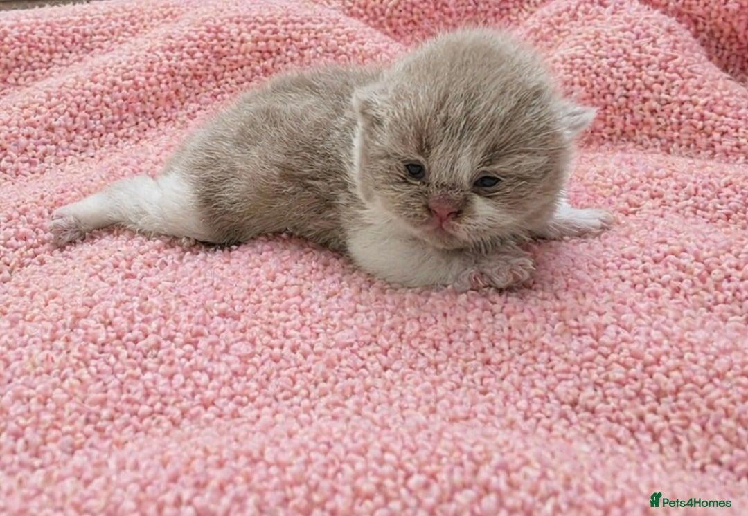 British Shorthair cats 🌟Exceptional quality British shorthair kittens🌟  - Advert 2