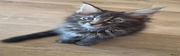 Maine Coon cats for sale: Maine coon kittens Ready Now - Advert 4