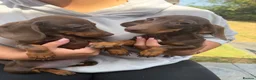 Miniature Dachshund dogs for sale: Miniature dachshund puppies reduced  - Advert 1