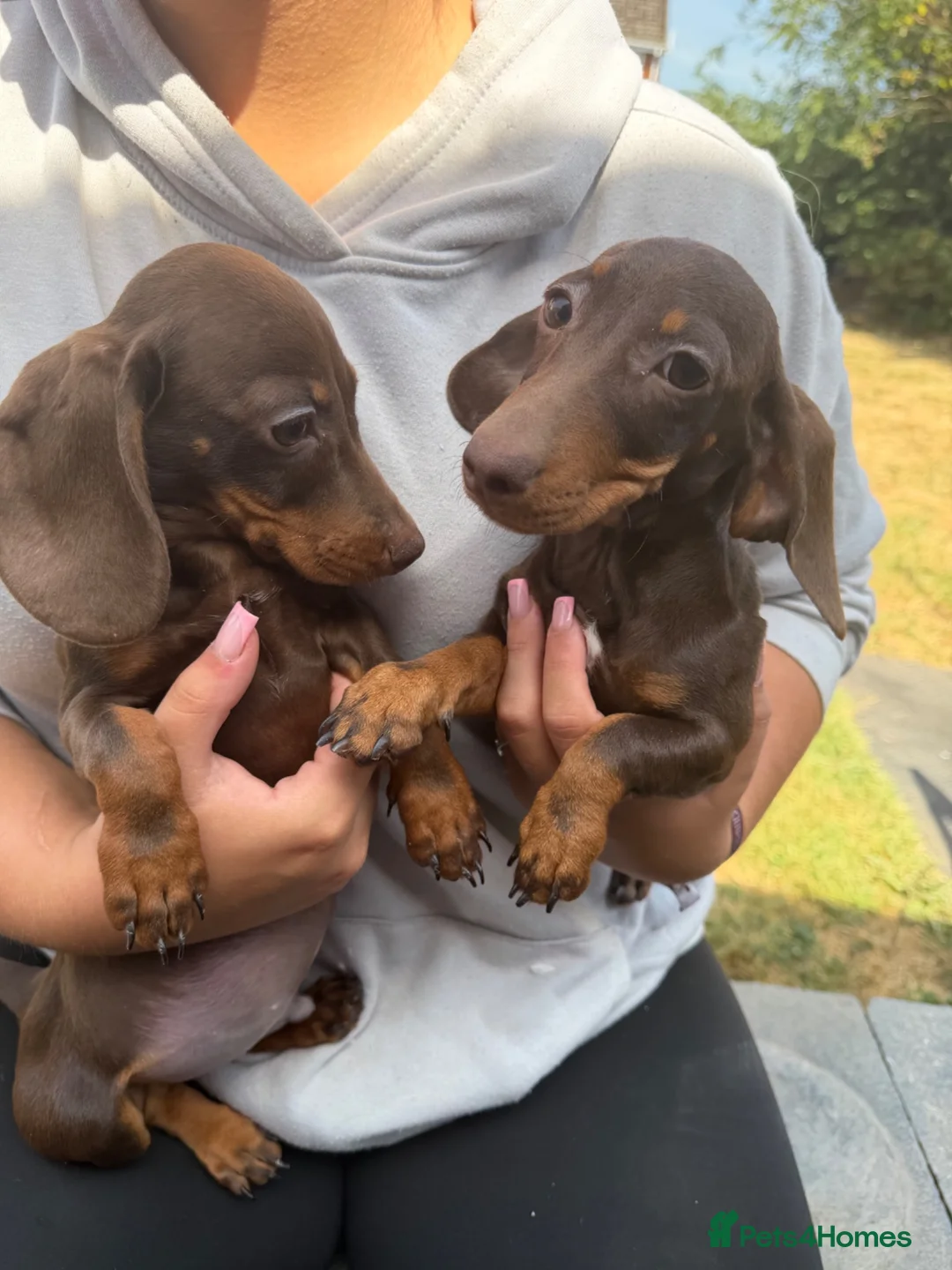 Miniature Dachshund dogs for sale: Miniature dachshund puppies reduced  - Advert 1