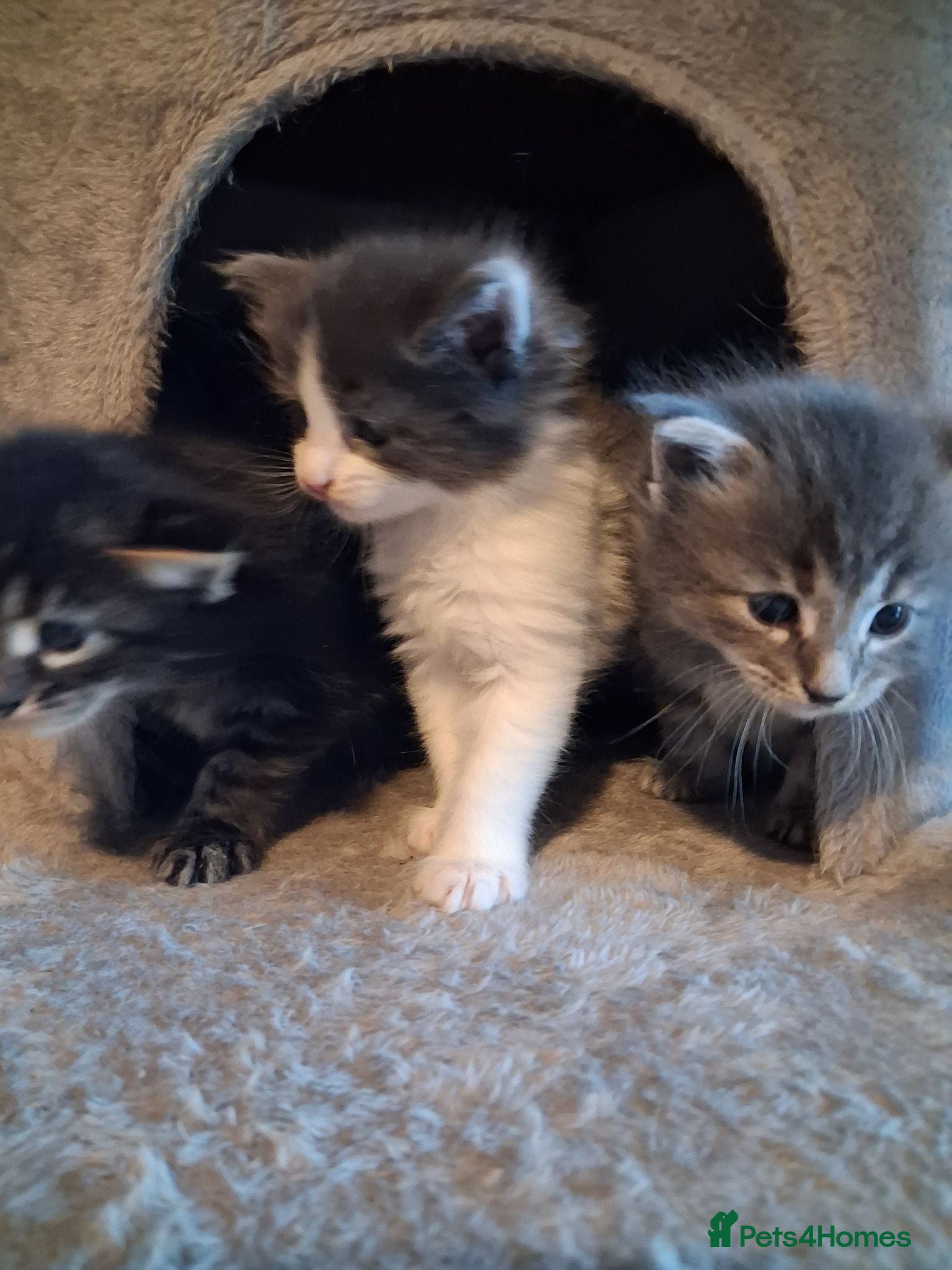 Maine Coon cats 🐾 **Beautiful Maine Coon Kittens for Sale** 🐾 - Advert 1