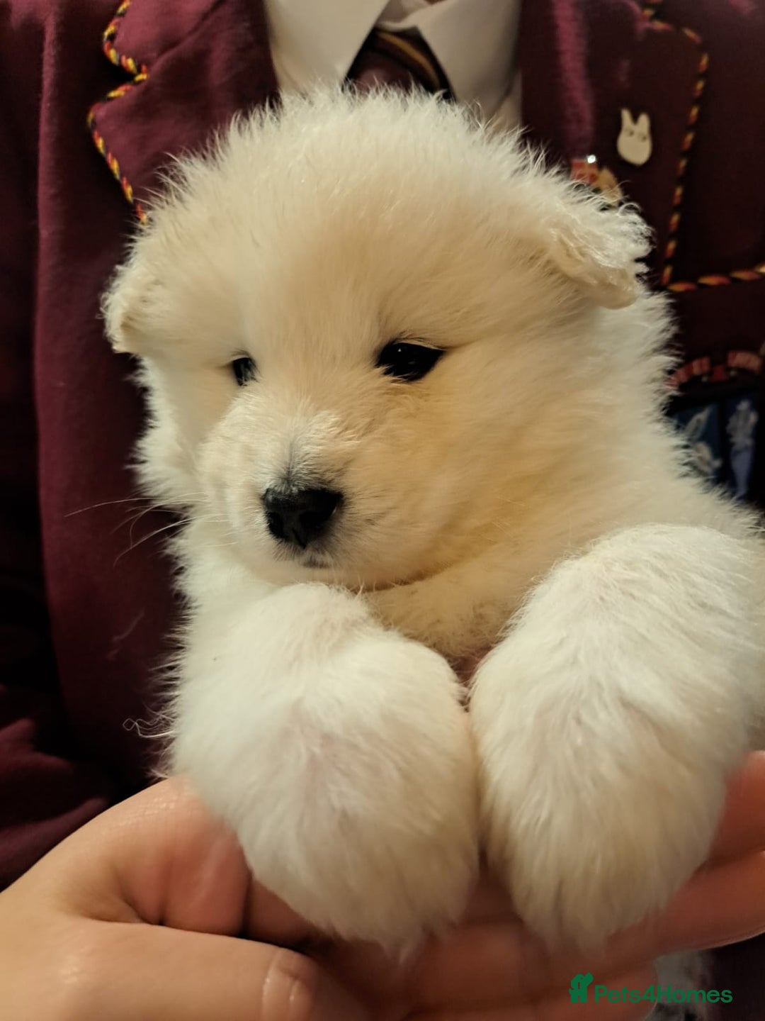 Samoyed dogs for sale: Adorable Samoyed Puppies  - Advert 2