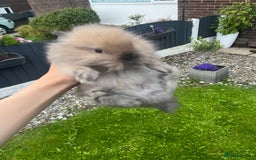 Lionhead rabbits for sale: 8 week lionhead doe  - Image 2