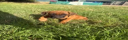 Rhodesian Ridgeback dogs for sale: One beautiful gentle kc little girl - Advert 19
